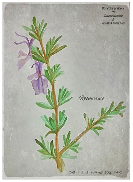 rosmarino